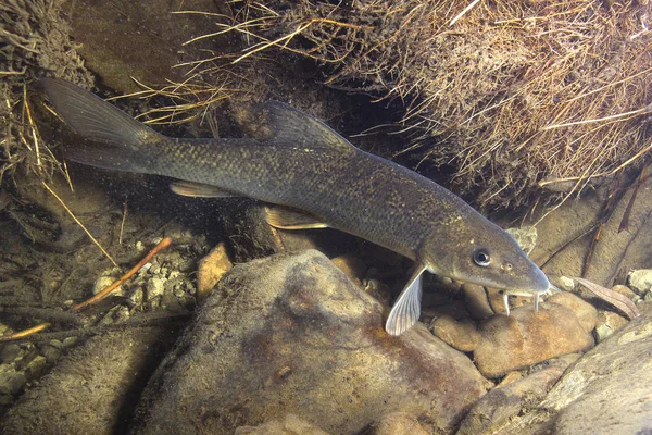 Underwater photography of a nice fish Barbel (Barbus barbus). Freshwater fish in the clean river and  stone bacground. Wildlife animal.