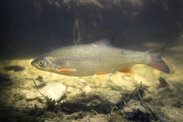 Ortak nase (Chondrostoma nasus), aynı zamanda balelerinin bilinir. Yaban hayatı hayvan temiz nehir Habitat. 