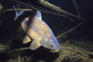 Tatlı su balık sazan (cyprinus carpio) güzel temiz Lirası. Göldeki su altı atış. Vahşi yaşam hayvan. Güzel arka plan ile doğa ortamlarında ayna sazan. 