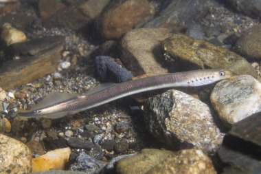 The European brook lamprey (Lampetra planeri) a frashwater species that exclusively inhabits freshwater environments. Lamprey in the clean mountain river holding gravel. Frashwater habitat. clipart