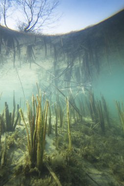 Reed (Typha) içinde açık Lirası ile sualtı manzara güzel ve romantik. Göldeki su altı atış. Doğal yaşam alanı.