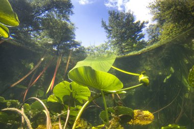 Beautiful yellow Water lily (nuphar lutea) in the clear pound. Underwater shot in the lake. Nature habitat. Underwater landscape. clipart