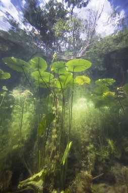 Güzel sarı nilüfer (nuphar lutea) açık Lirası içinde. Göldeki su altı atış. Doğal yaşam alanı.