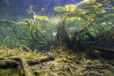 Güzel sarı nilüfer (nuphar lutea) açık Lirası içinde. Göldeki su altı atış. Doğa yaşam alanı. Sualtı manzara. Tatlı su waterworld.