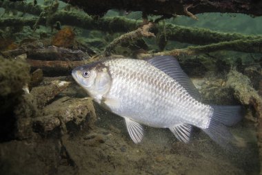 Freshwater fish Silver crucian carp (Carassius auratus) in the beautiful clean pound. Underwater shot in the lake. Wild life animal. Prussian carp in the nature habitat with nice background. clipart