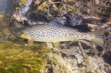 Sualtı fotoğrafçılığı kahverengi alabalık (Salmo trutta) küçük dereye yumurtlama için hazırlanıyor. Güzel salmonid balık fotoğrafı kapatın. Vahşi doğada sualtı fotoğrafçılığı. 