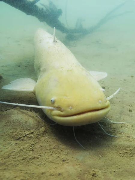 Freshwater Fish Albino Catfish Silurus Glanis Beautiful Clean River Underwater — Stock Photo, Image