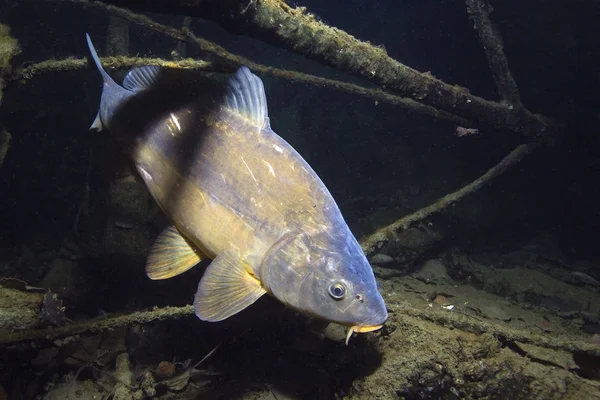 Freshwater Fish Carp Cyprinus Carpio Beautiful Clean Pound Underwater Shot — Stock Photo, Image