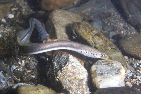 European Brook Lamprey Lampetra Planeri Frashwater Species Exclusively Inhabits Freshwater — Stock Photo, Image