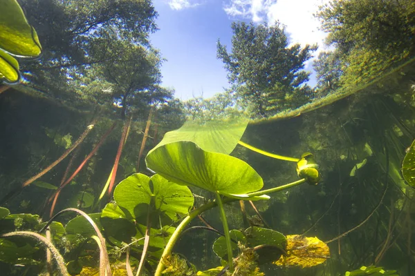 美丽的黄睡莲 Nuphar 在清澈的庞德 水下射击在湖中 自然栖息地 水下景观 — 图库照片