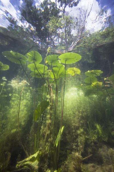 Güzel sarı nilüfer (nuphar lutea) açık Lirası içinde. Göldeki su altı atış. Doğal yaşam alanı.