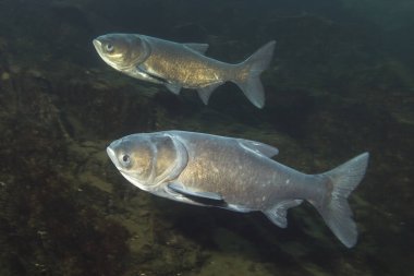 Tatlı su balık Bighead sazan (Arisichthys nobilis) güzel temiz Lirası. Göldeki su altı atış. Vahşi yaşam hayvan. Marmorkarpfen güzel arka plan ile doğa ortamlarında. 