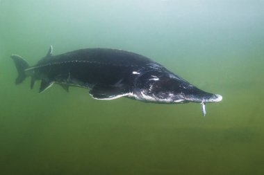 Nehirde Yüzme sualtı fotoğrafçılığı en büyük balık Beluga (Huso huso). Güzel nehir habitat. 