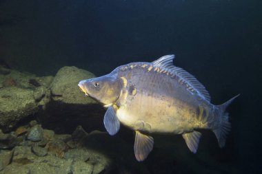 Tatlı su balık sazan (cyprinus carpio) güzel temiz Lirası. Göldeki su altı atış. Vahşi yaşam hayvan. Güzel arka plan ile doğa ortamlarında sazan