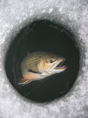 Winter fishing on lake. Catching Brook trout (Salvelinus fontinalis) in the clean and beautiful place! Brook being pulled through the hole while ice fishing. clipart