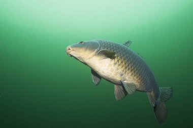 Tatlı su balık sazan (cyprinus carpio) güzel temiz Lirası. Göldeki su altı atış. Vahşi yaşam hayvan. Güzel arka plan ile doğa ortamlarında sazan