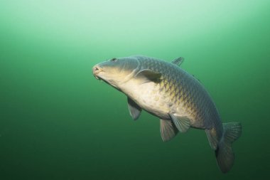 Freshwater fish carp (Cyprinus carpio) in the beautiful clean pound. Underwater shot in the lake. Wild life animal. Carp in the nature habitat with nice background clipart