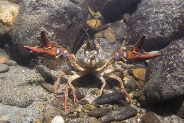 European Crayfish Astacus Astacus Also Known Noble Crayfish Wildlife Animal — Stock Photo, Image