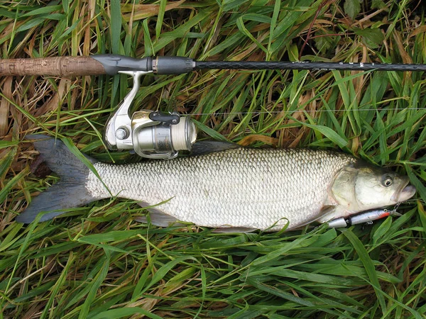 Predatory Fish Asp Aspius Aspius Freshwater Fish Green Grass Fishing — Stock Photo, Image