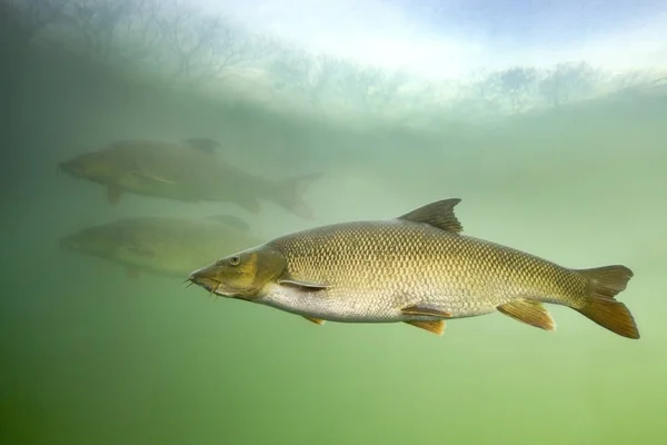 バーベル バーブ バーブ 水中を素敵な魚の写真を閉じます きれいな川と緑の暗の淡水魚 野生動物動物 — ストック写真