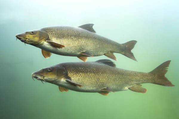 バーベル バーブ バーブ 水中を素敵な魚の写真を閉じます きれいな川と緑の暗の淡水魚 野生動物動物 — ストック写真