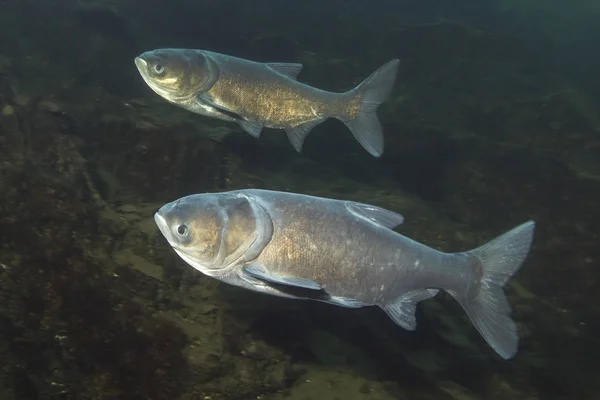 Süßwasserfische Großkopfkarpfen Arisichthys Nobilis Schönen Sauberen Pfund Unterwasseraufnahmen See Wildtier — Stockfoto