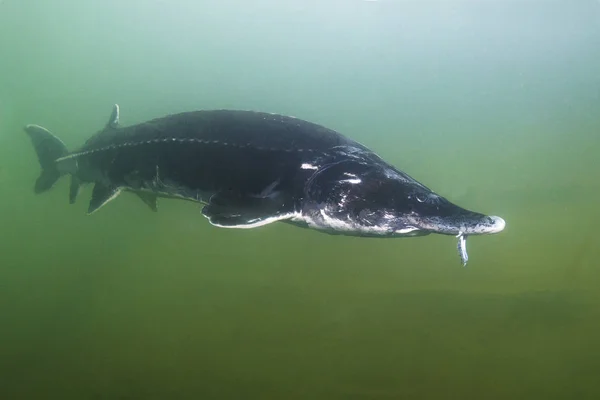 Nehirde Yüzme sualtı fotoğrafçılığı en büyük balık Beluga (Huso huso). Güzel nehir habitat. 