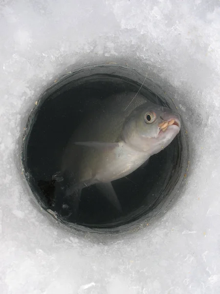 Winter Fishing Lake Catching Bream Silver Bream Clean Beautiful Place — Stock Photo, Image