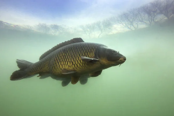 Underwater Shot Fish Carp Family Cyprinidae Pond Common Carp Cyprinus — Stock Photo, Image