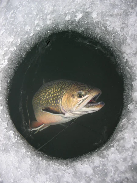 Winter Fishing Lake Catching Brook Trout Salvelinus Fontinalis Clean Beautiful — Stock Photo, Image