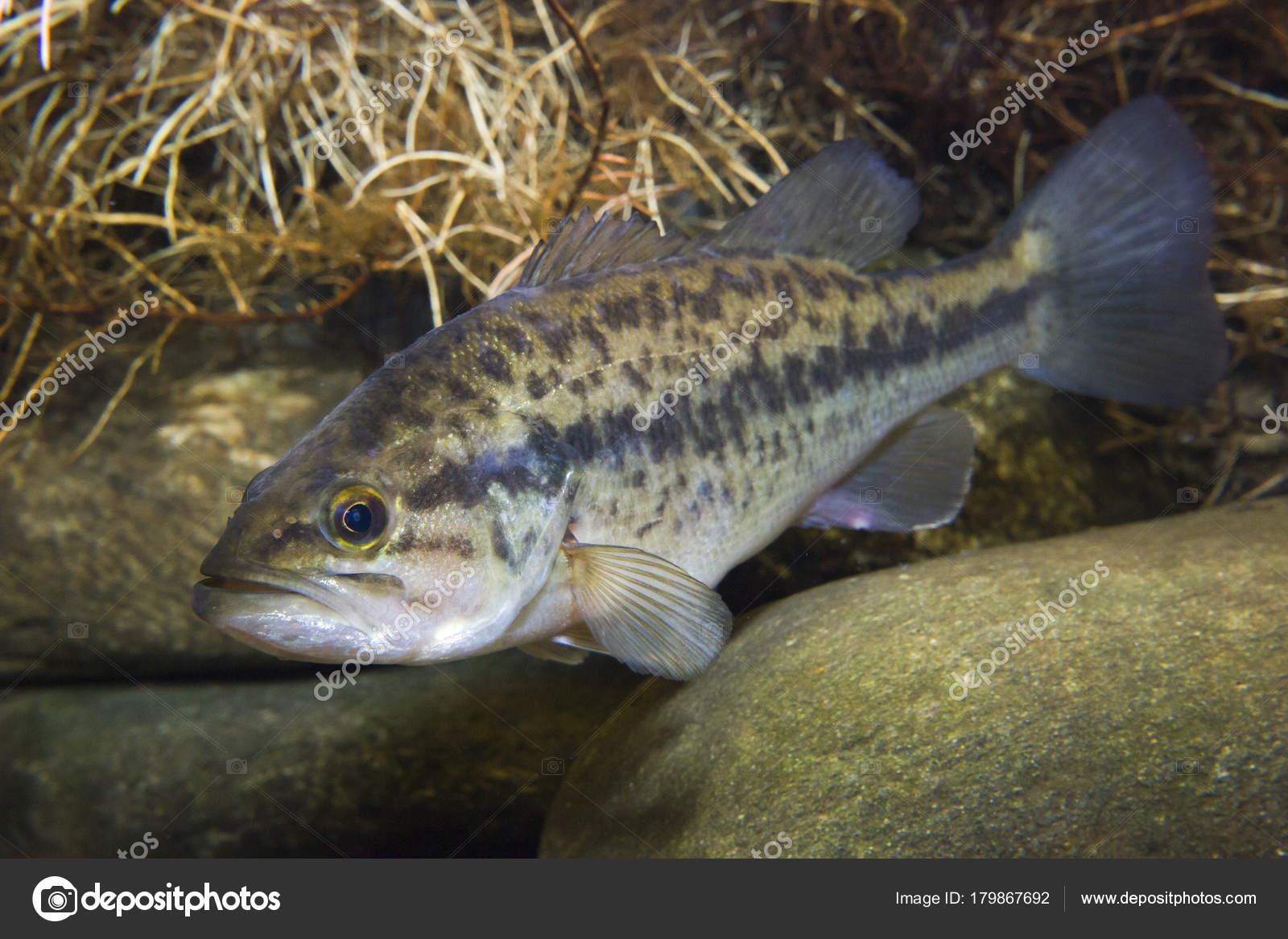 Frash 水鱼鲈低音加州鲈水下图片与石头住在湖里——图库图片
