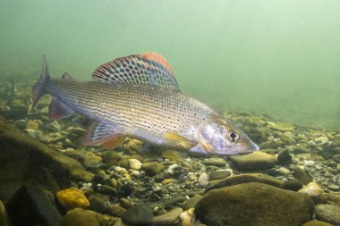 Gölge balığı (Thymallus thymallus). Tatlı su balık Thymallus thymallus, temiz su sualtı fotoğrafçılığı yüzme. Dağ dere içinde yaşamak. Güzel nehir habitat.