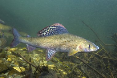 Gölge balığı (Thymallus thymallus). Tatlı su balık Thymallus thymallus, temiz su sualtı fotoğrafçılığı yüzme. Dağ dere içinde yaşamak. Güzel nehir habitat.