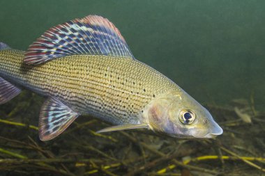 Gölge balığı (Thymallus thymallus). Tatlı su balık Thymallus thymallus, temiz su sualtı fotoğrafçılığı yüzme. Dağ dere içinde yaşamak. Güzel nehir habitat.