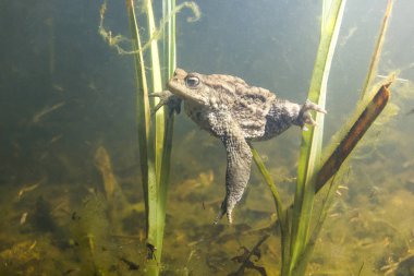 Ortak Kurbağa (Bufo Bufo) sualtı resmi. Güzel göl habitat. 