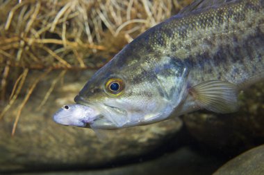 Frash su balık çipura bas (Micropterus salmoides) sualtı resmi oluşturan dağ içinde küçük bir balık ile kapatın. Gölde yaşamak. 