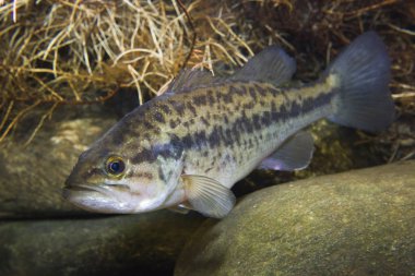 Bir taş ile frash su balık çipura bas (Micropterus salmoides) sualtı fotoğrafı kapatın. Gölde yaşamak. 