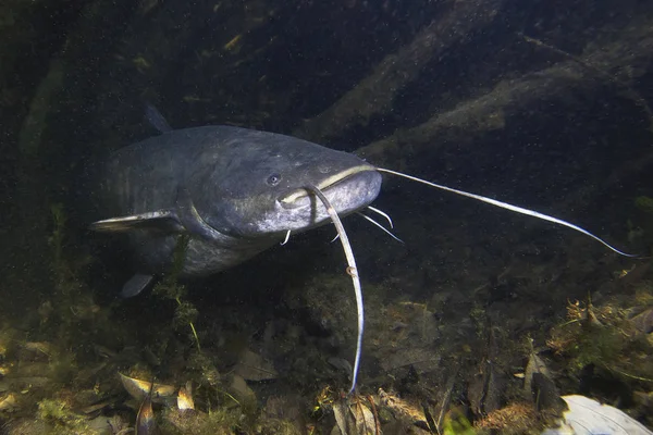 Avrupa yayın balığı (Silurus glanis) güzel temiz nehir tatlı su balığı. Yayın balığı Sualtı çekim. Vahşi yaşam hayvan. Güzel arka plan ile doğa ortamlarında yayın balığı. Gölde yaşamak.