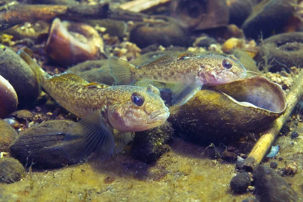 Góbi redondo - Neogobius melanostomus — Fotografia de Stock