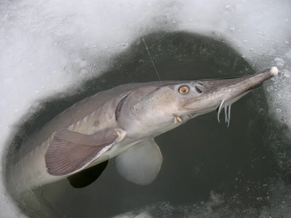 Winter Fishing Lake Catching Siberian Sturgeon Acipenser Baeri Clean Beautiful — Stock Photo, Image