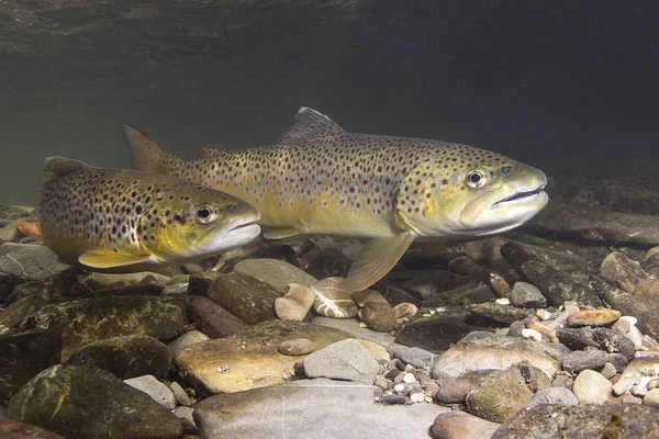 Kahverengi alabalık (Salmo trutta) küçük dereye yumurtlama için hazırlanıyor. Güzel salmonid balık fotoğrafı kapatın. Sualtı fotoğrafçılığı vahşi doğada. Dağ dere habitat.