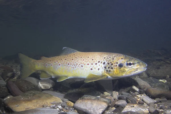 Pstrąg Potokowy Salmo Trutta Przygotowanie Tarła Mały Potok Piękny Łososiowa — Zdjęcie stockowe