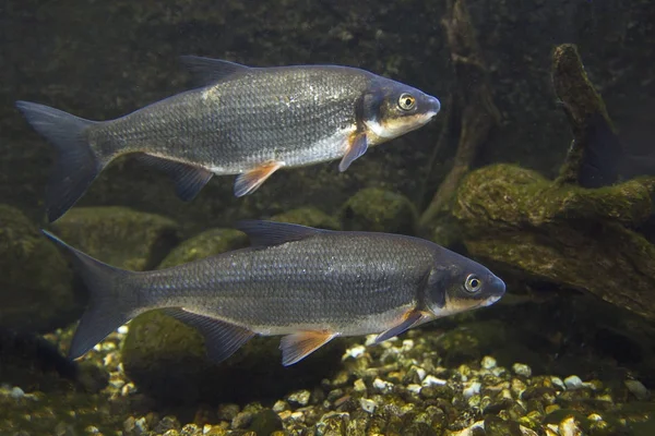 Vimba Vimba Vimba Photographie Sous Marine Rapprochée Beau Poisson Poissons — Photo