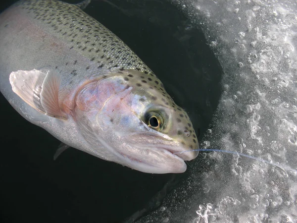 Зимняя Рыбалка Озере Ловля Rainbow Trout Oncorhynchus Mykiss Чистом Красивом — стоковое фото