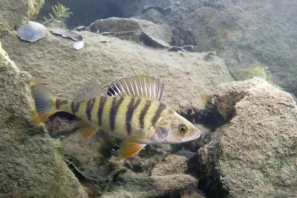 Freshwater Fish Perch Perca Fluviatilis Beautiful Clean Pound Underwater Shot — Stock Photo, Image