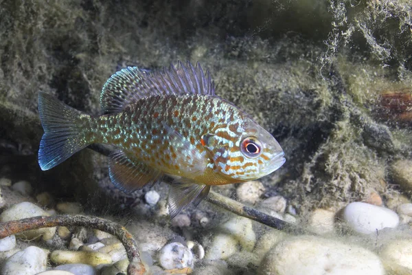 Tatlı su balık kabak, lepomis gibbosus invaziv türler su birikintisi içinde yüzmeye. Göl ortamlarında güneş balığı. Sualtı fotoğrafçılığı. Vahşi hayvan.