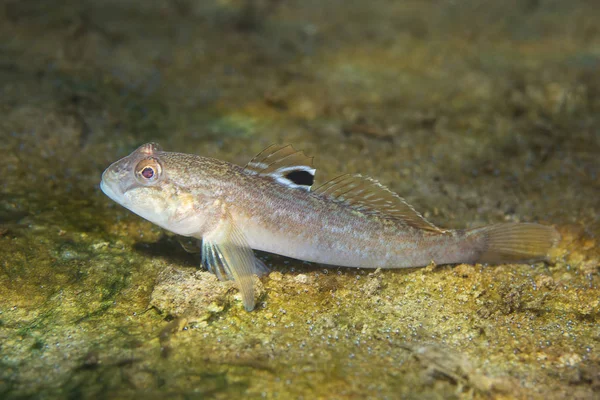 Round goby (Neogobius melanostomus) underwater photography — Stock Photo, Image
