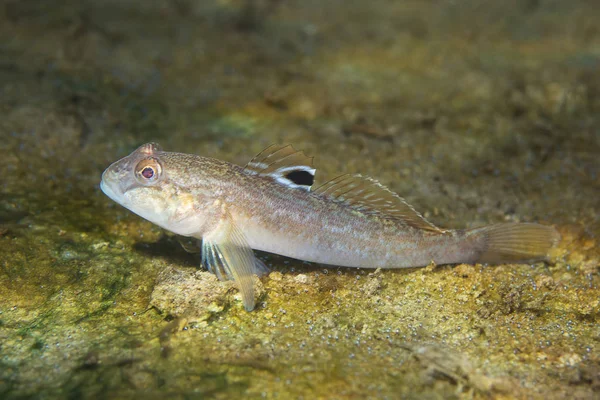 Yuvarlak kaya balığı (Neogobius melanostomus) sualtı fotoğrafçılığı