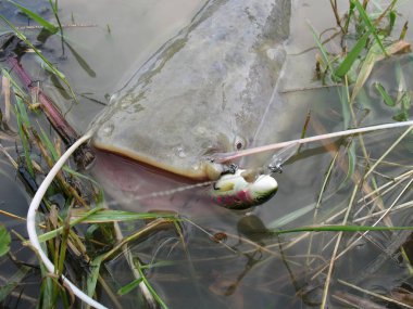 Yayın balığı (Silurus glanis) kavga sonra kapatın. Dönen dişli.