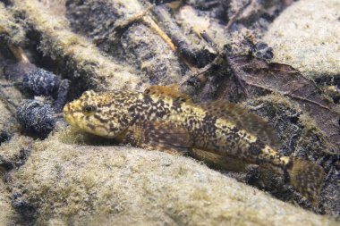Avrupa bullhead (Cottus gobio) sualtı fotoğrafçılığı